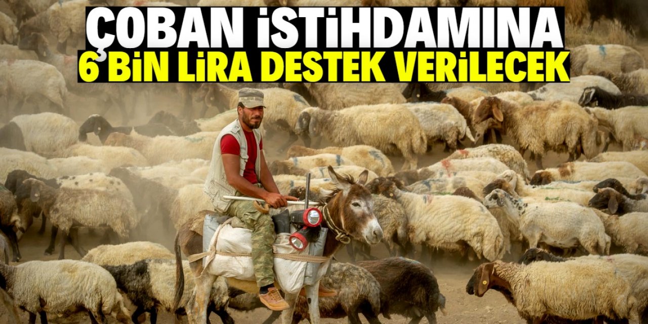 Çoban istihdamına 6 bin lira destek