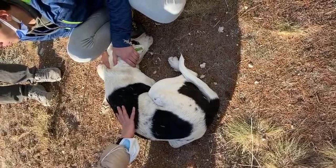 Hayvanseverler, besledikleri köpeklerden birini daha yaralı buldu