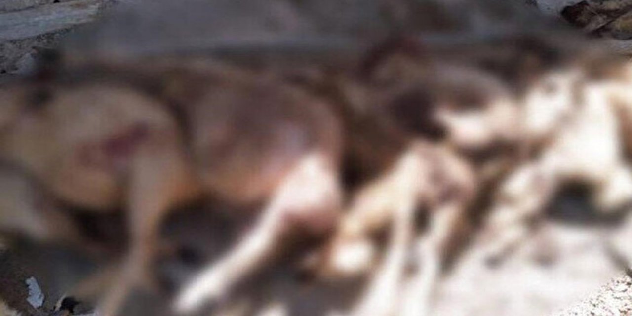 Karapınar'da kurt saldırısı  sonucu 15 koyun telef oldu