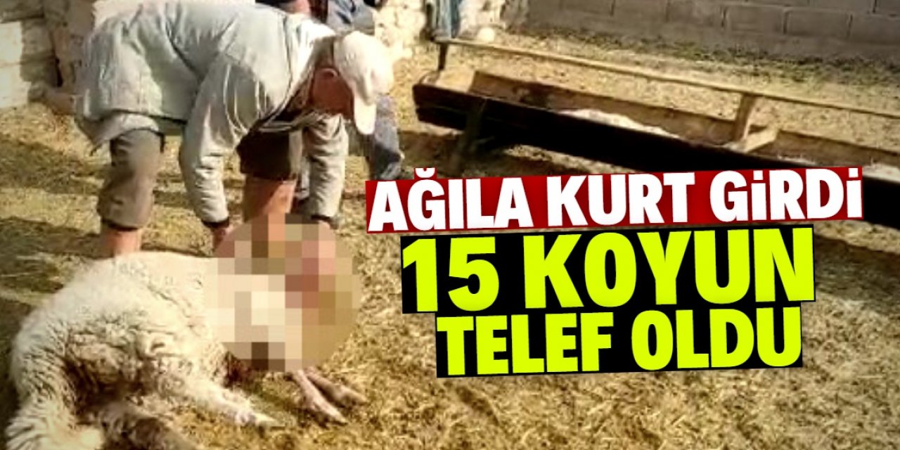 Ağıla giren kurtlar 15 koyunu parçaladı