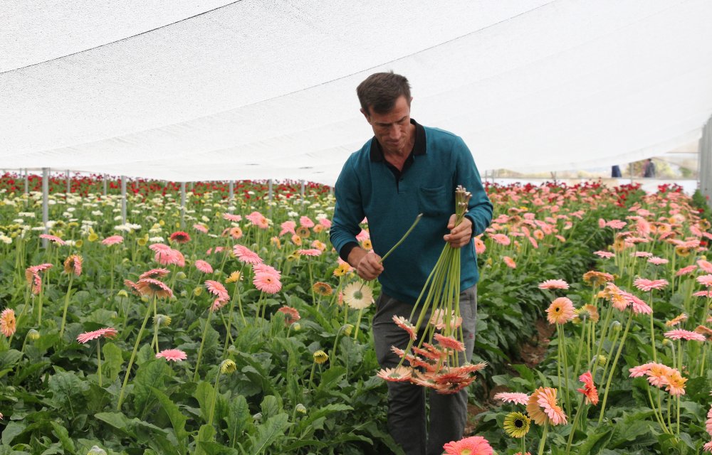 Tokat'tan yurt dışına kesme çiçek ihracatı