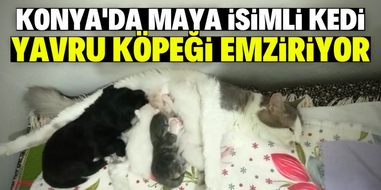 Maya isimli kedi, ölmek üzereyken bulunan yavru köpeği de emziriyor