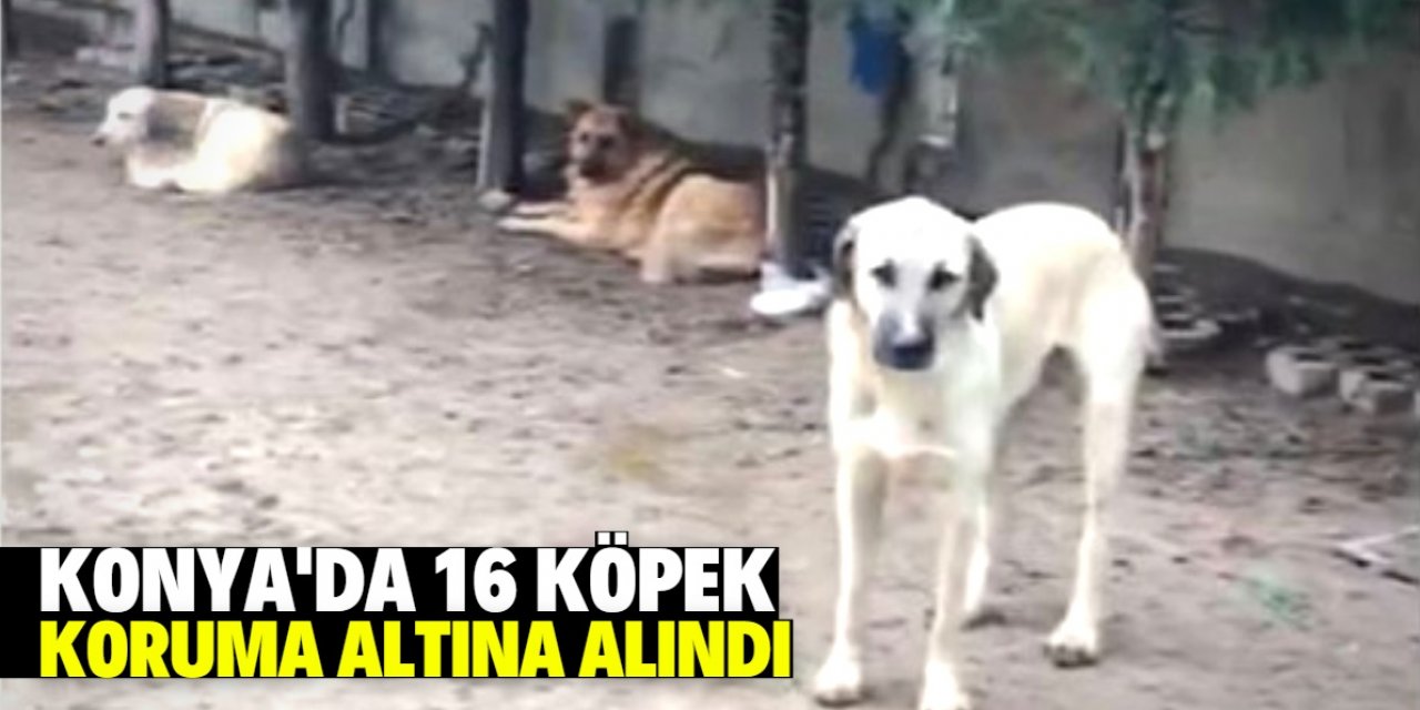 Konya'da 16 köpek koruma altına alındı