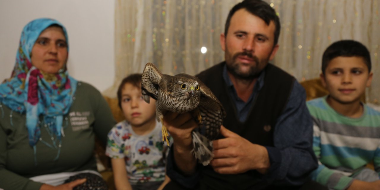 Çoban yolda bulduğu yaralı atmacaya sahip çıktı