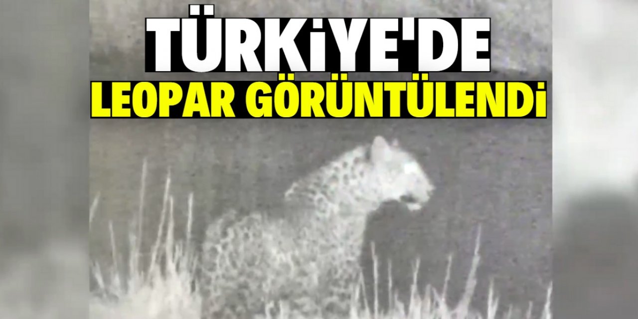 Nesli tükenme tehlikesi altındaki leopar Türkiye'de görüntülendi