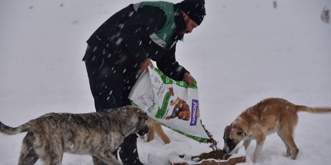 Karatay Belediyesi yiyecek bulmakta zorlanan sokak hayvanlarını unutmadı