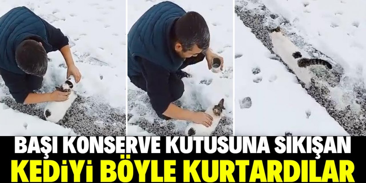 Konya'da başı konserve kutusuna sıkışan kediyi yoldan geçenler kurtardı