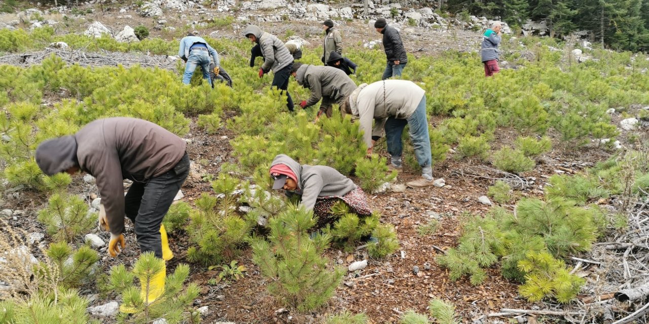 Beyşehir'deki ormanlık alanlarda bakım çalışmaları tamamlandı