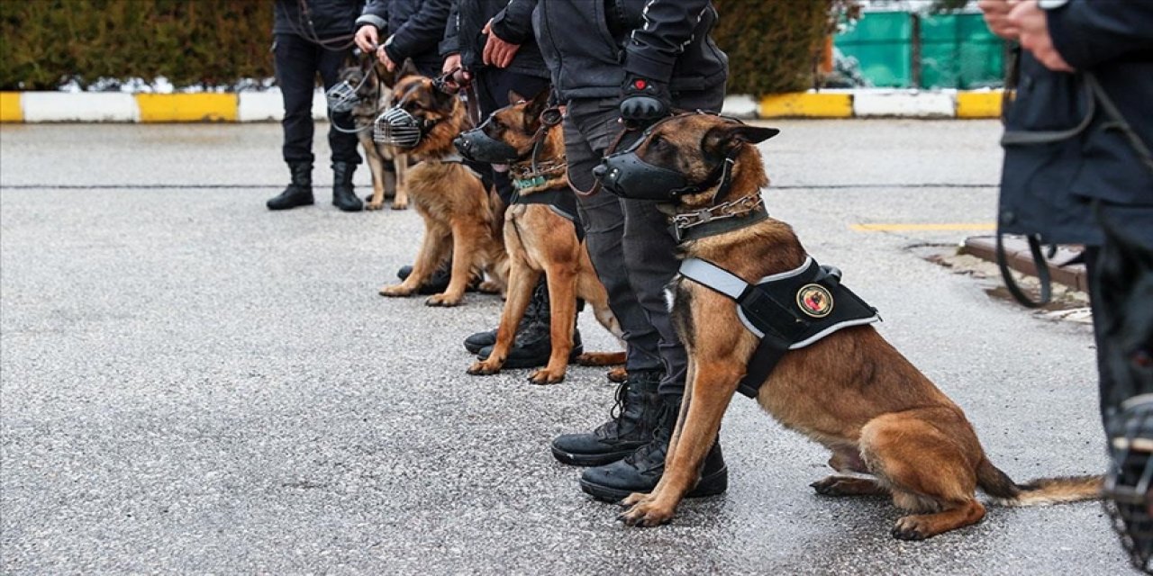 Operasyonların 'gizli kahramanı' dedektör köpekler