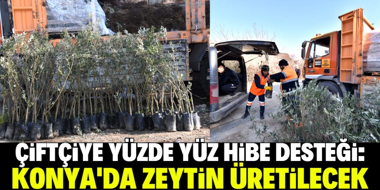 Konya'da zeytin üretimi başlıyor