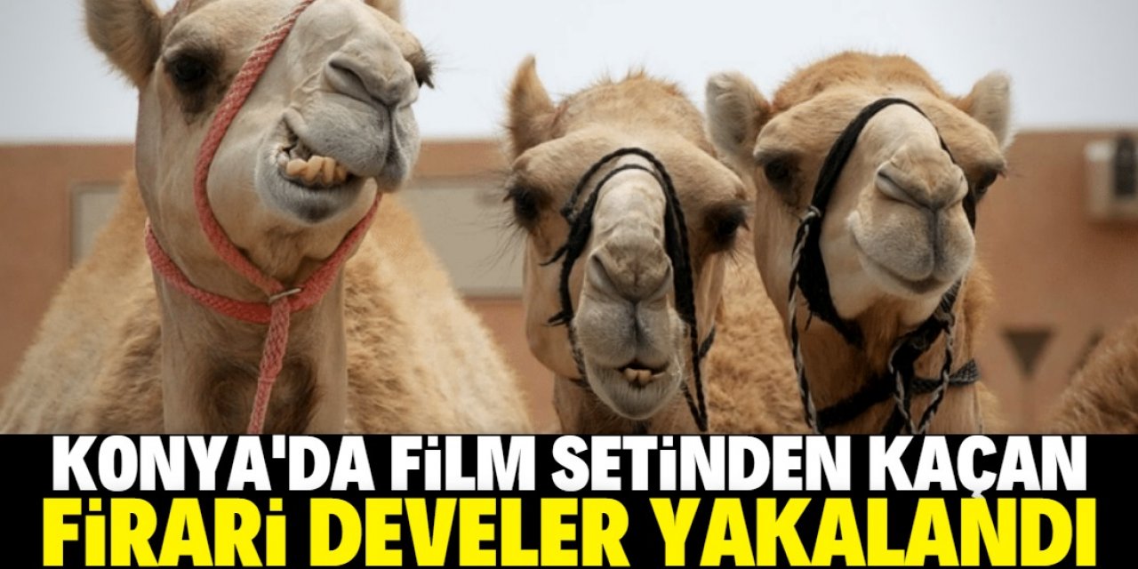 Film setinden kaçan firari develer Konya'da yakalandı