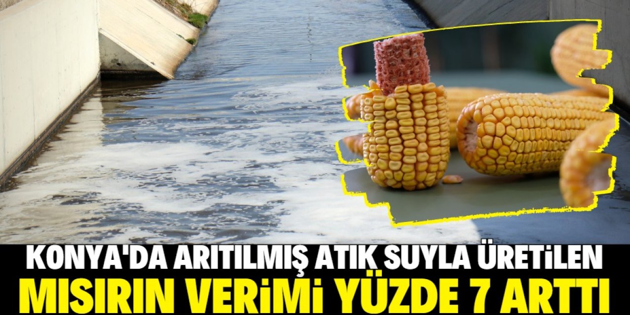 Konya Ovası'nda arıtılmış atık suyla tarım başarılı oldu