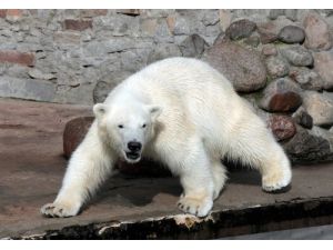 Rusya Uyardı: Kutup Ayılarının Nesli Hızla Tükeniyor