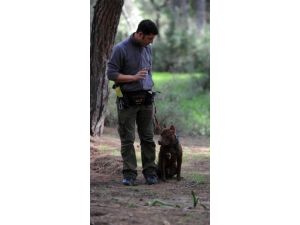 Pitbull Cinsi Köpekler Toplatılıp Eğitiliyor