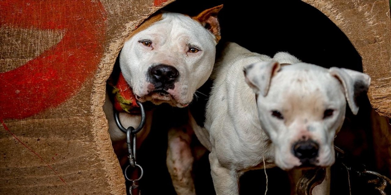 Yasaklı 6 köpek ırkının kayıt altına alınması için yarın son gün