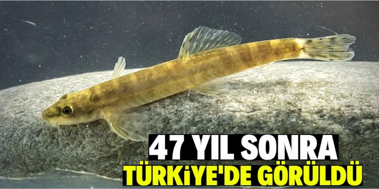 Dünyanın aradığı balık Türkiye'de görüldü