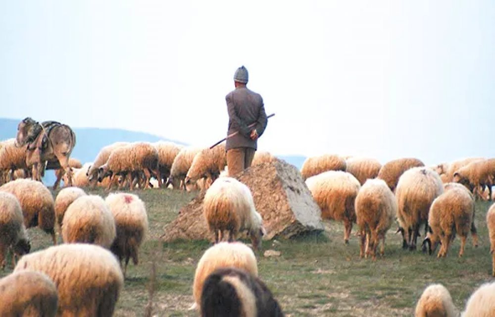 Türkiye'de geçen yıl 3 bin 200'ün üzerinde çoban sertifika aldı