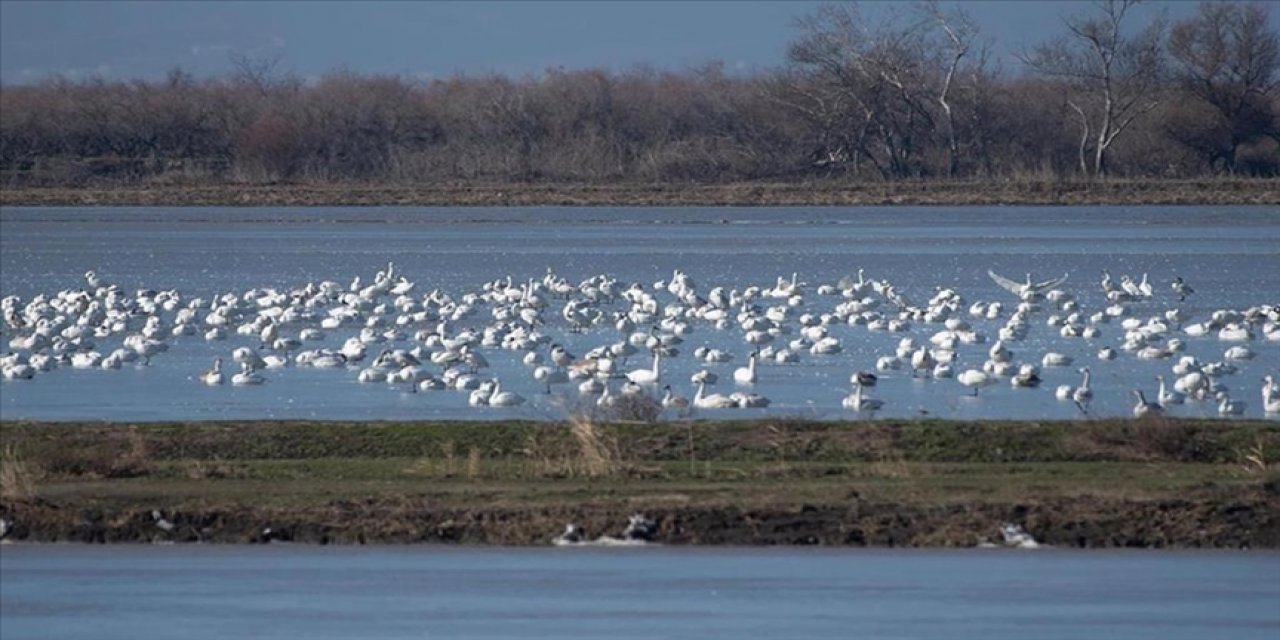 Meriç Deltası 40 bin su kuşunu ağırlıyor