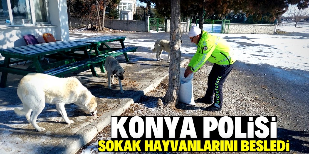 Konya polisi sokak hayvanlarını besledi