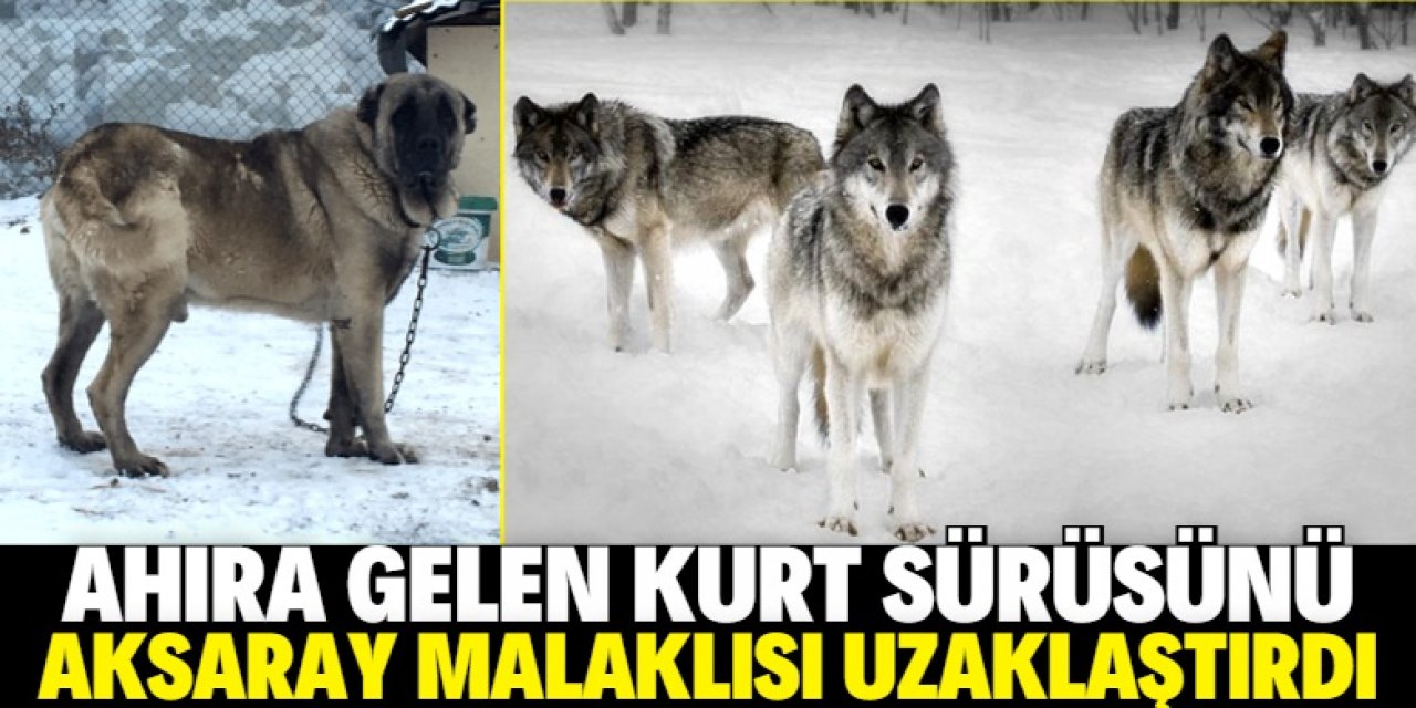 Aksaray Malaklısı kurt sürüsünü uzaklaştırdı