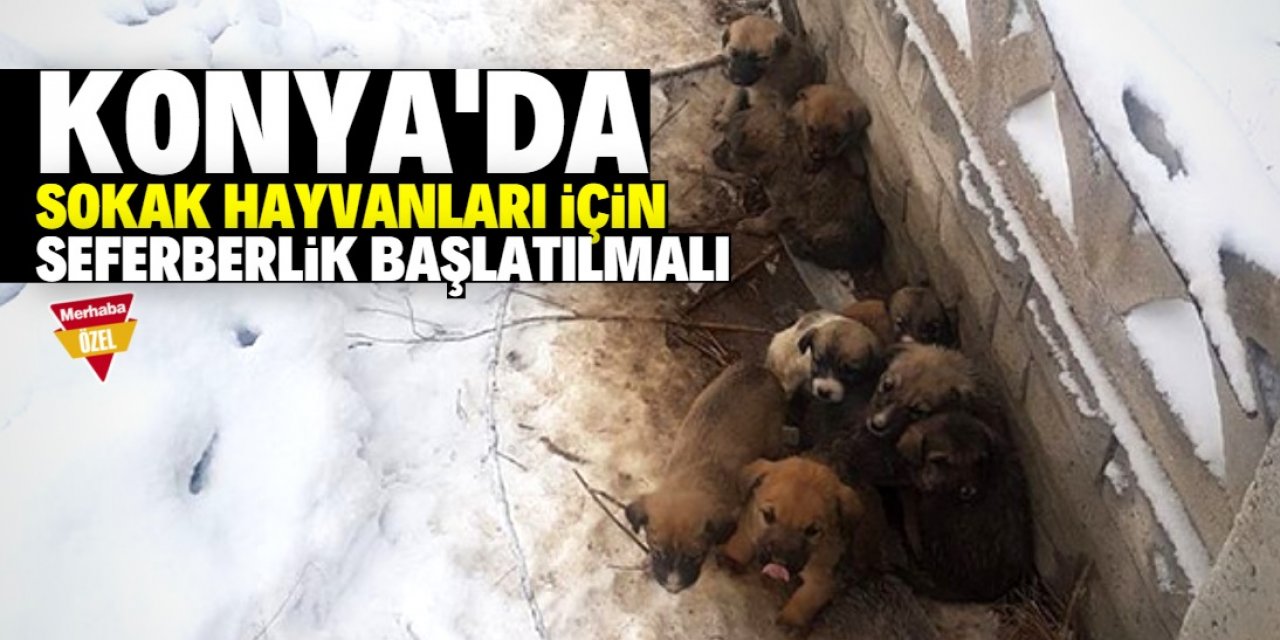 Konya'da sokak hayvanları için seferberlik başlatılmalı