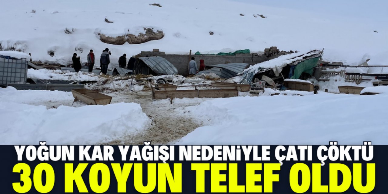 Aksaray'da ağılın çatısı çöktü: 30 koyun telef oldu