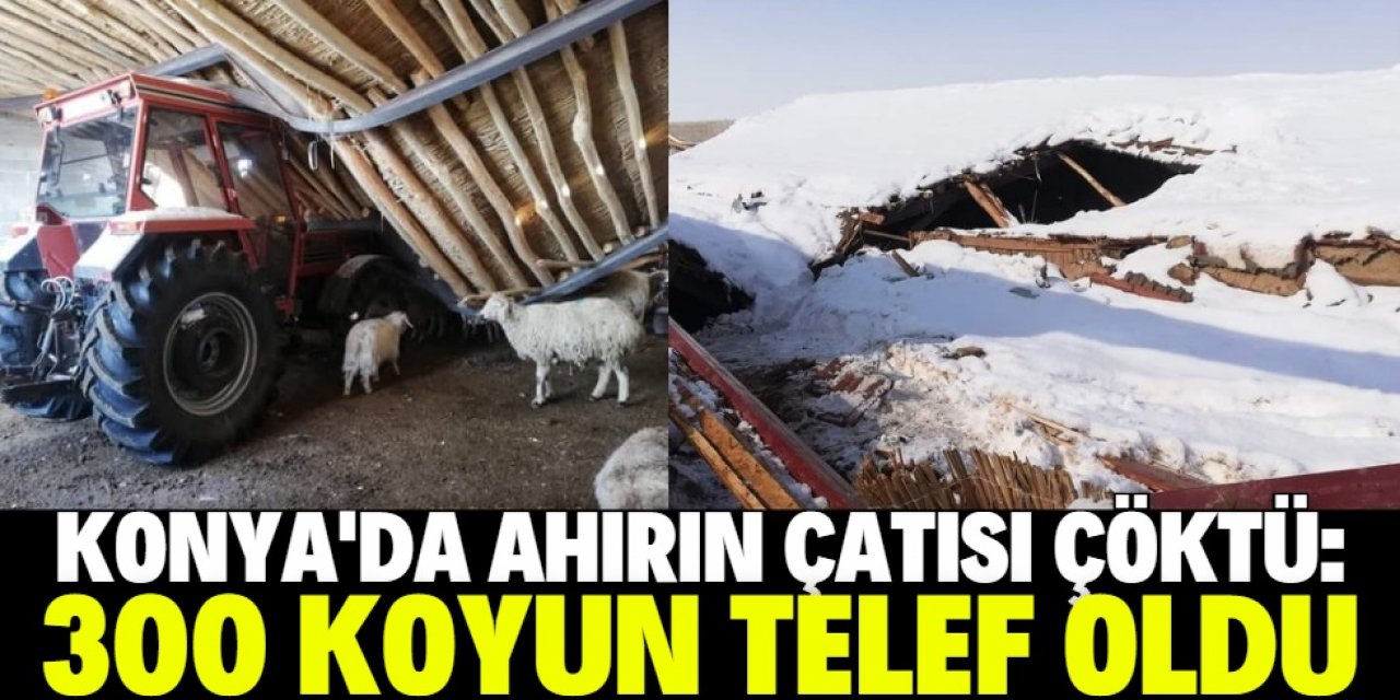 Konya'da kar nedeniyle çatısı çöken ahırdaki 300 hayvan telef oldu