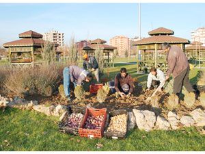Karatay’a lale ve sümbül dikiliyor