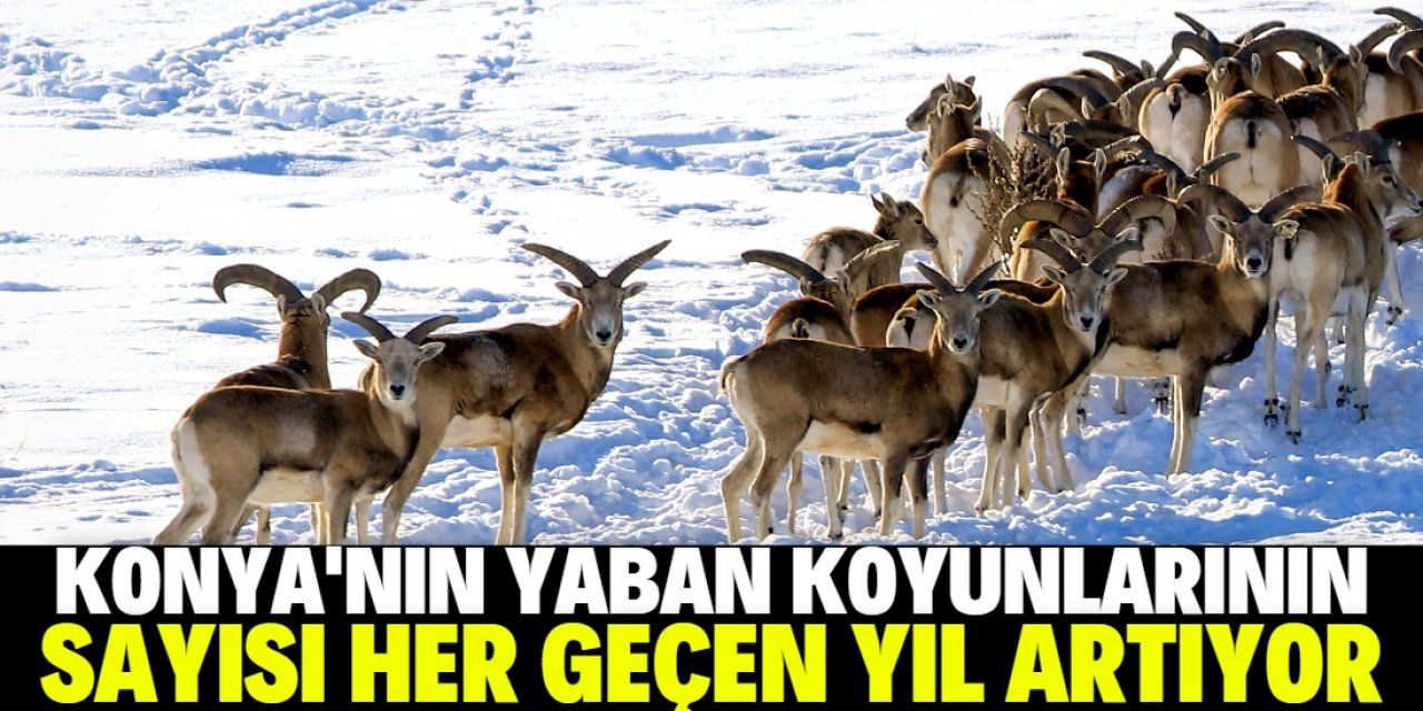 Konya'nın yaban koyunları özenle korunuyor