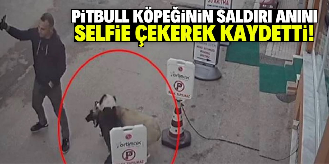 Pitbull köpeğini sokak köpeğine saldırtıp selfie çekti!