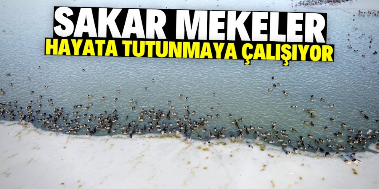 Donan Beyşehir Gölü'nde Sakar mekeler hayata tutunmaya çalışıyor