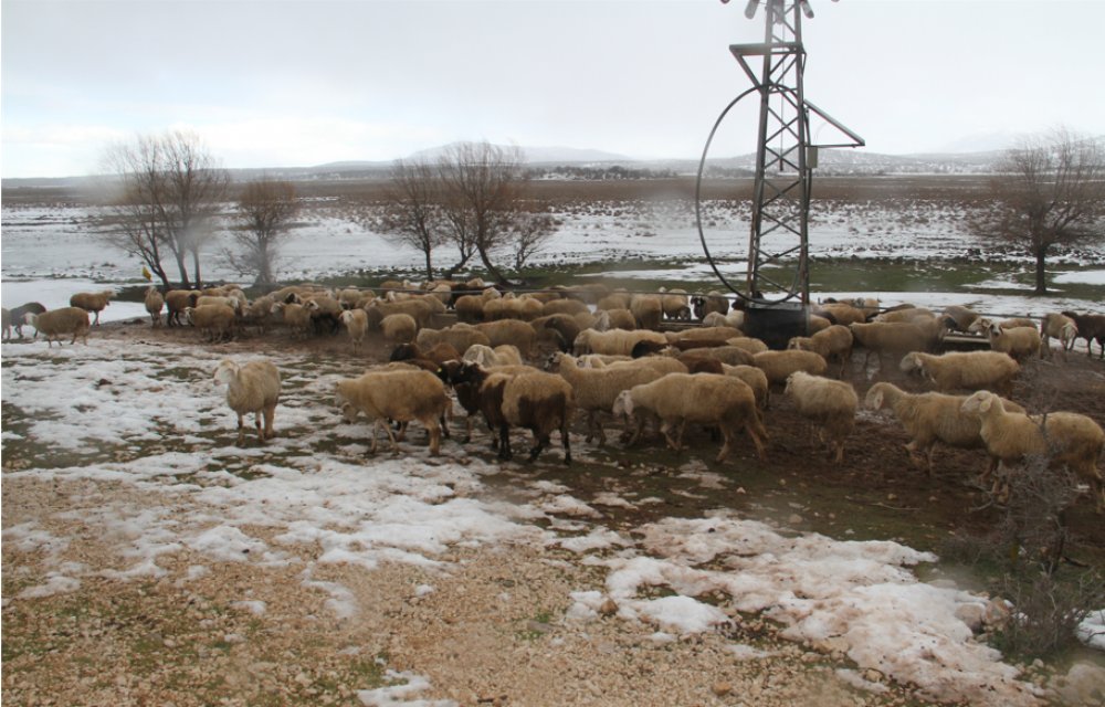 Koyunların içme su ihtiyacı güneş ve rüzgar enerjisinden karşılanıyor