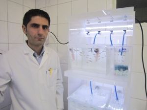 Zebra Balığı Aü Su Ürünleri Fakültesi’nde Üretiliyor