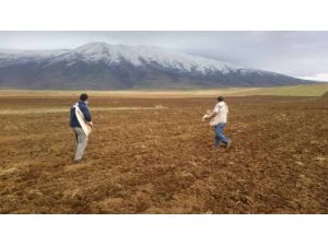 Bitlis’te Kış Öncesi Son Buğday Ekimleri Yapılıyor