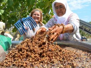 Emeği De Çok Şifası Da