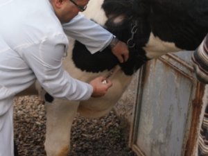 Kulu'da şap aşısı kampanyası