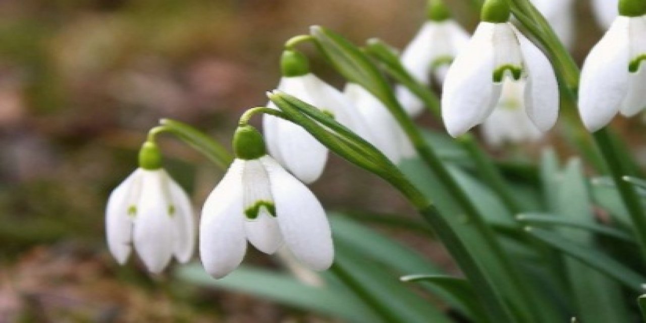 35 bin TL'ye satılan çiçek