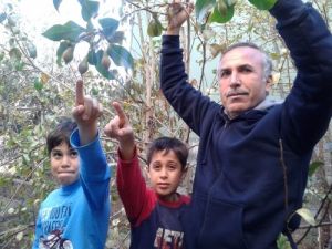 Kışın Meyve Veren Ağaçlar Şaşırttı