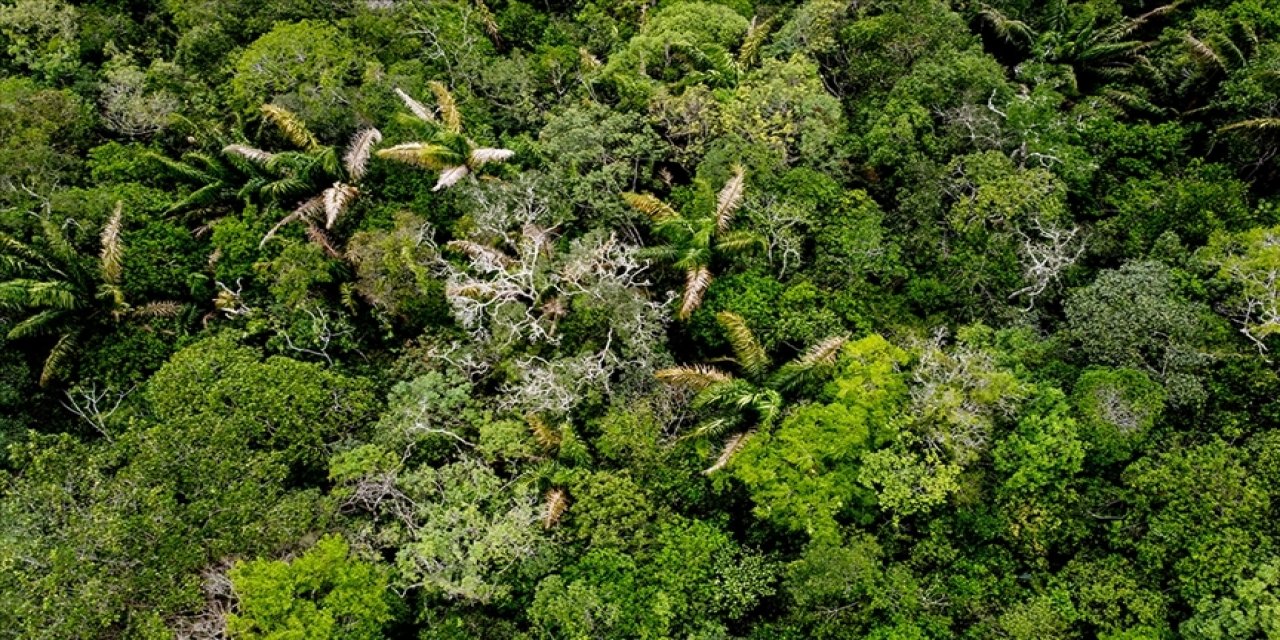Amazonlar, madencilik ve ormansızlaştırma planları nedeniyle tehlike altında