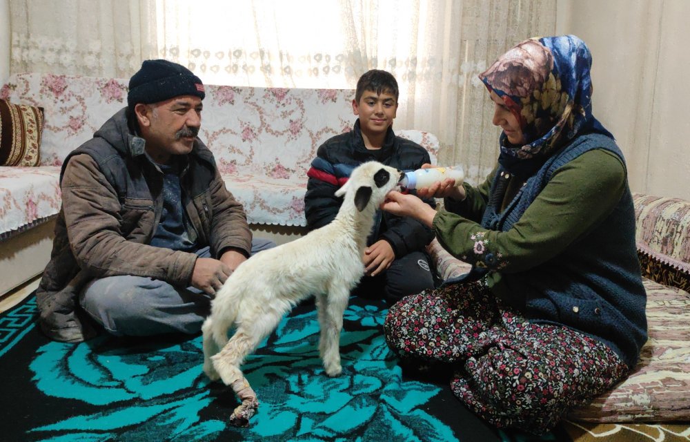 Bacağı kırılan "Batuka" karantina sürecinde evlerinin "kuzusu" oldu