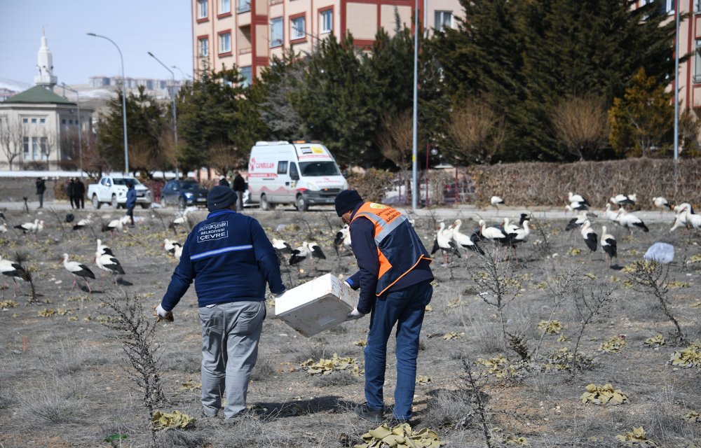 Konya'ya inen leylekler Belediye ekiplerince balıkla besleniyor