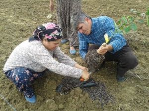 Uygulamalı Eğitimle Çiftçiler Portakal Fidanının Nasıl Dikileceğini Öğrendi
