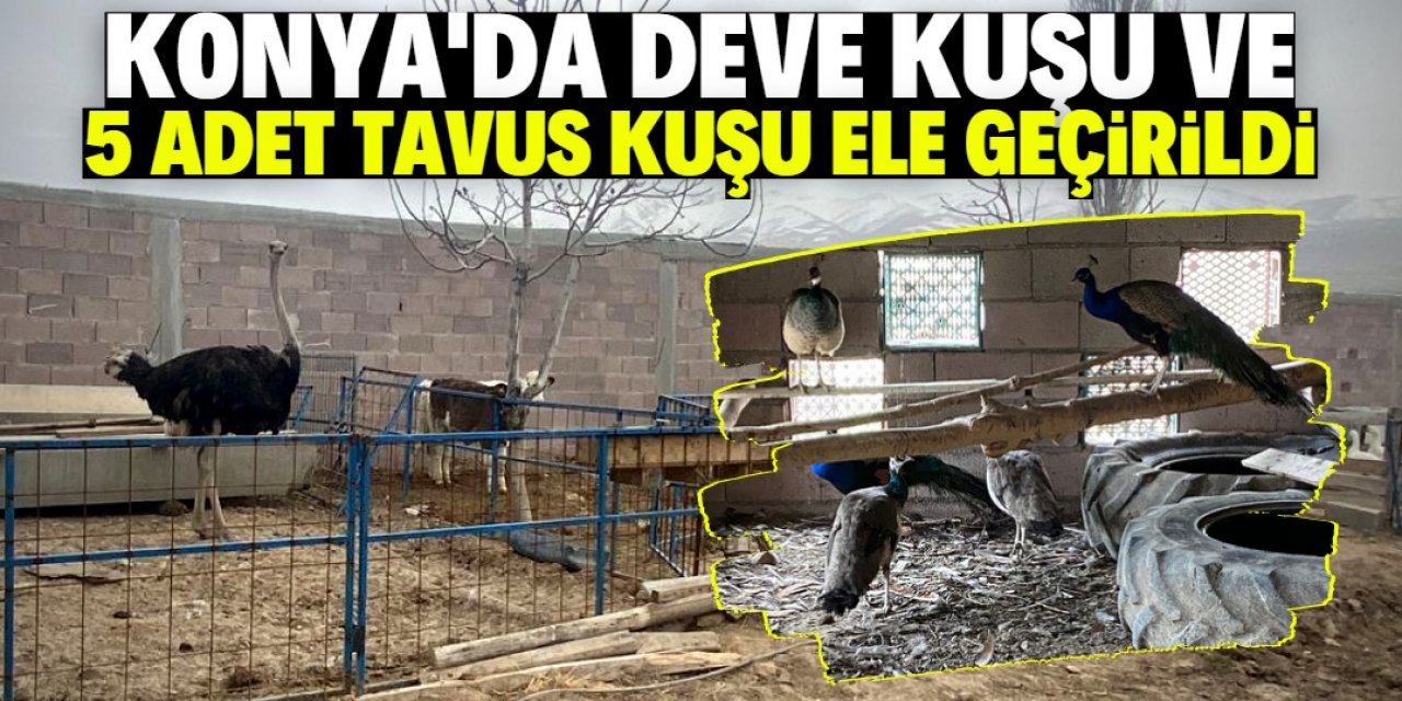 Konya bu operasyonu konuşuyor: Deve kuşu ve 5 adet tavus kuşu ele geçirildi