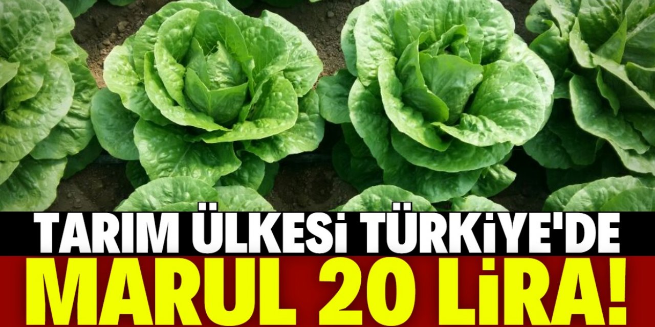 Tarım ülkesi Türkiye'de marul 20 lira!