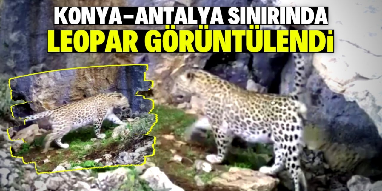 Konya-Antalya sınırında leopar görüntülendi