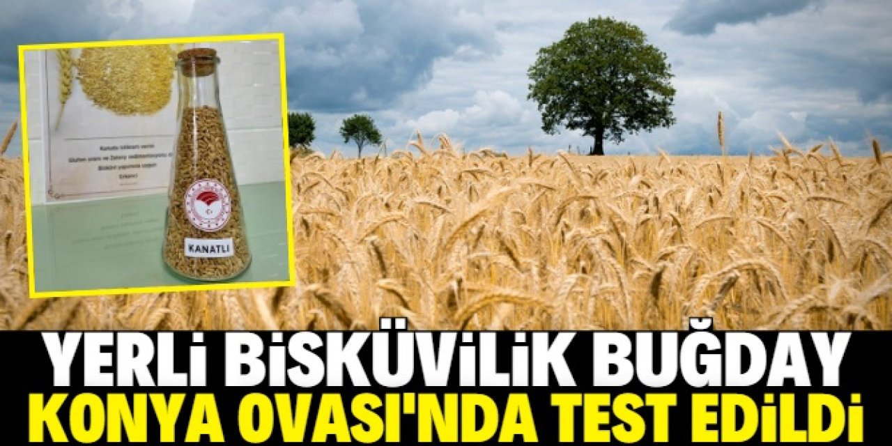 Yerli bisküvilik buğday Konya Ovası'nda test edildi