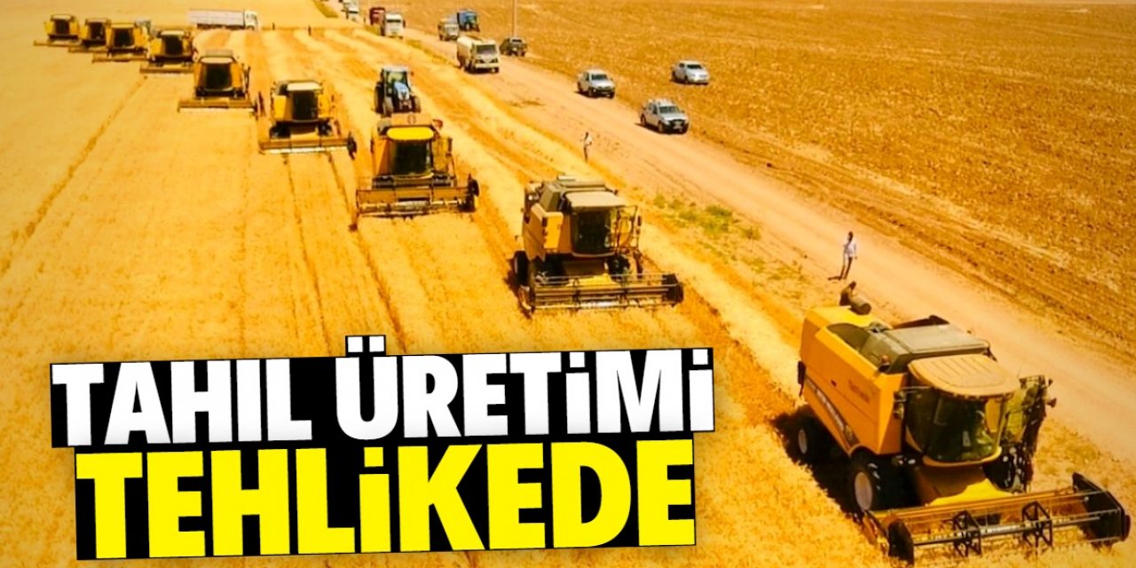 Ukrayna'da tahıl üretimi tehlikede