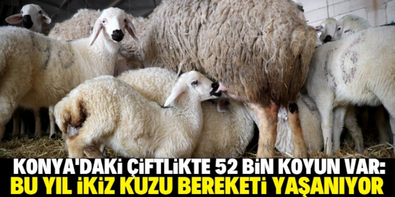 Konya'daki çiftlikte 9 bin koyun ikiz yavruladı