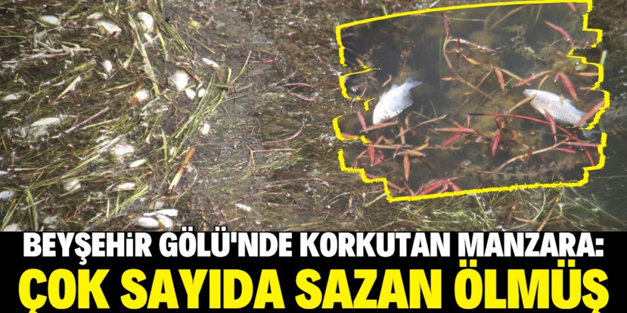 Konya Beyşehir Gölü'nde korkutan manzara: Çok sayıda ölü balık var