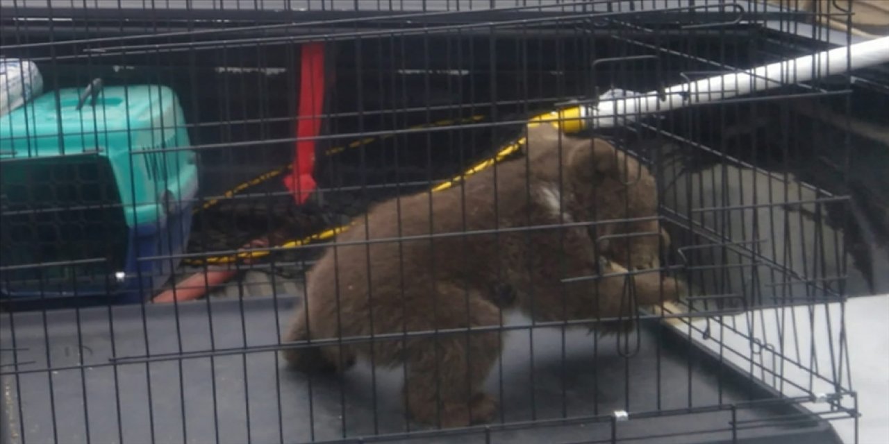 Bilecik'te köpek saldırısından kurtarılan yavru ayı korumaya alındı